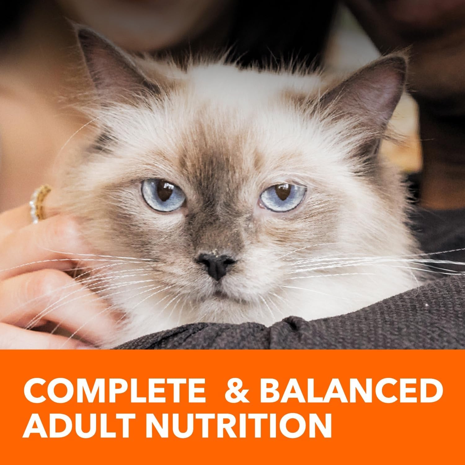 Proactive Health Healthy Adult Dry Cat Food with Chicken